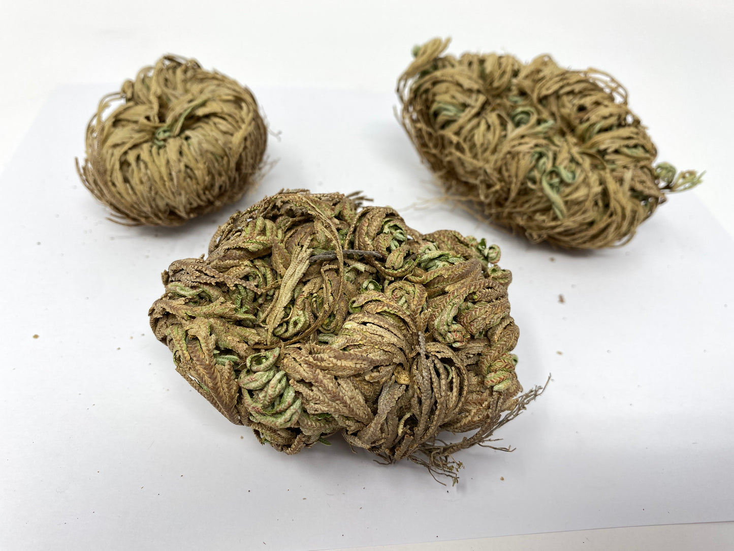 Rose of Jericho